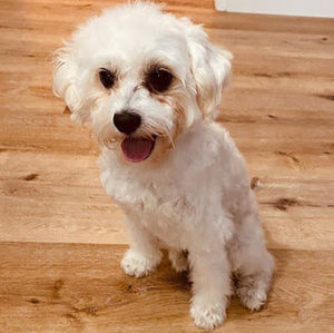 Meet your Posher, Jasmine